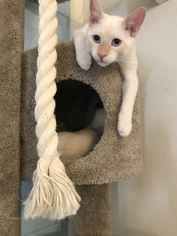 Lokis place to climb hide and swat