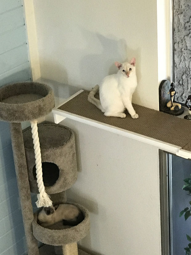 Lokis window shelf