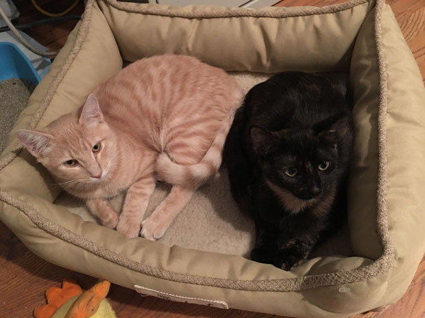 ORange Crush and Xena