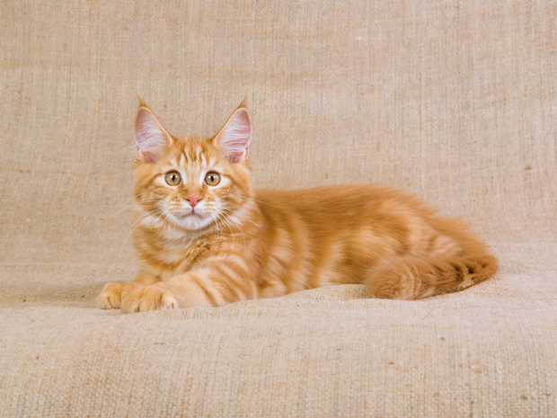 Red Classic Tabby