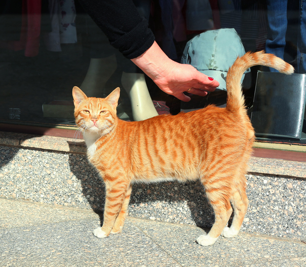 Red Mackeral Tabby