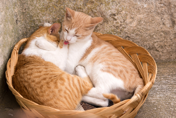 Red Spotted Tabby  White bicolor