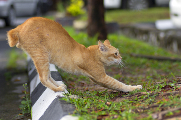 Red Ticked Tabby