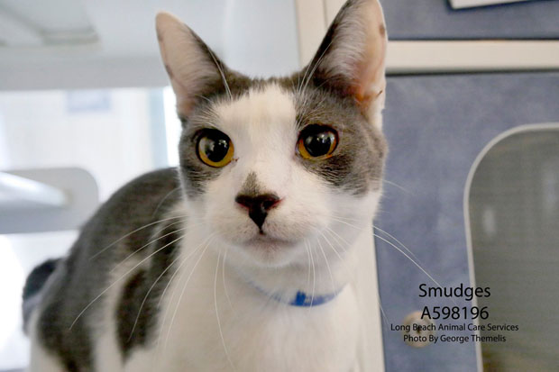 SMudges