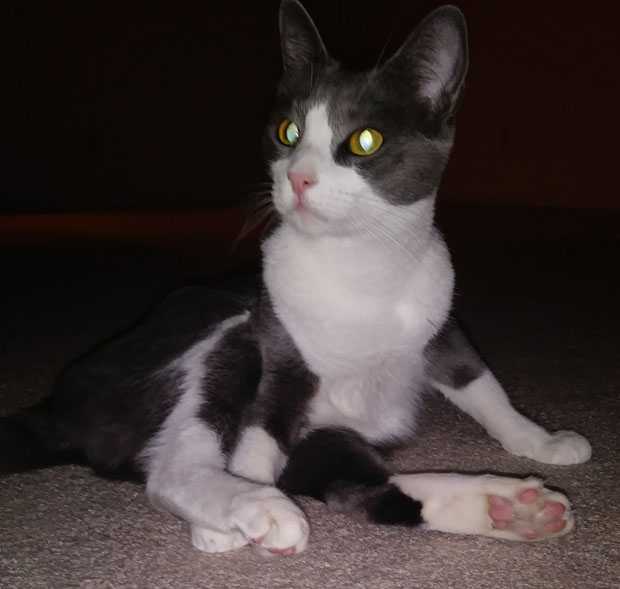 cICILY