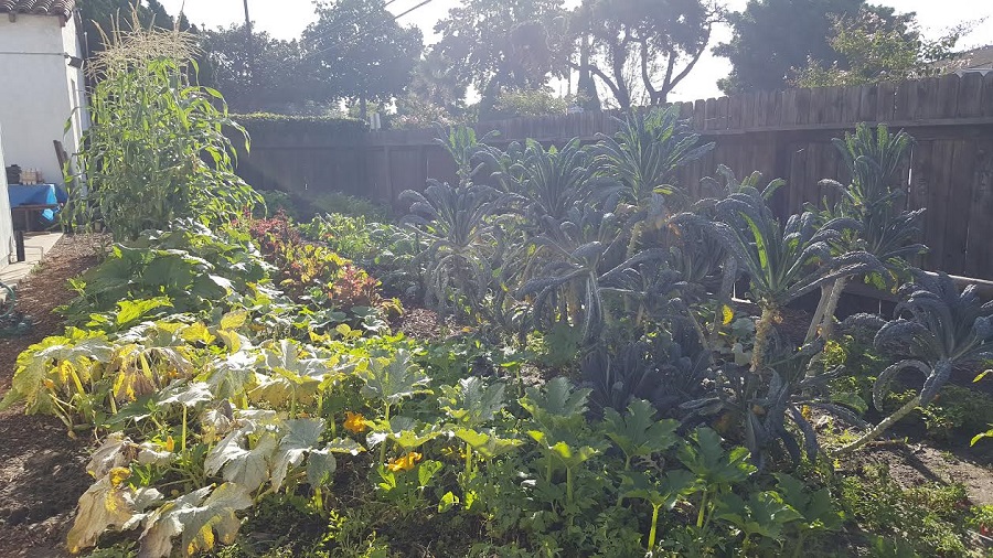 garden 2
