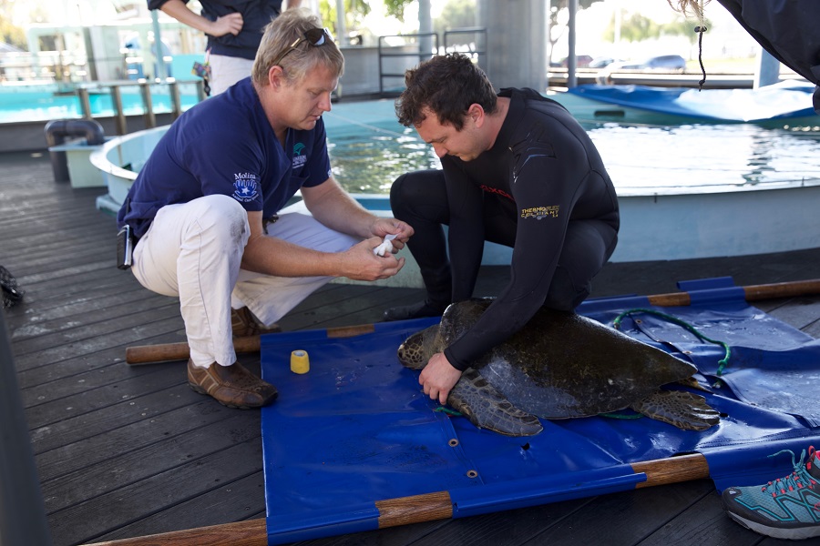 rescued sea turtle