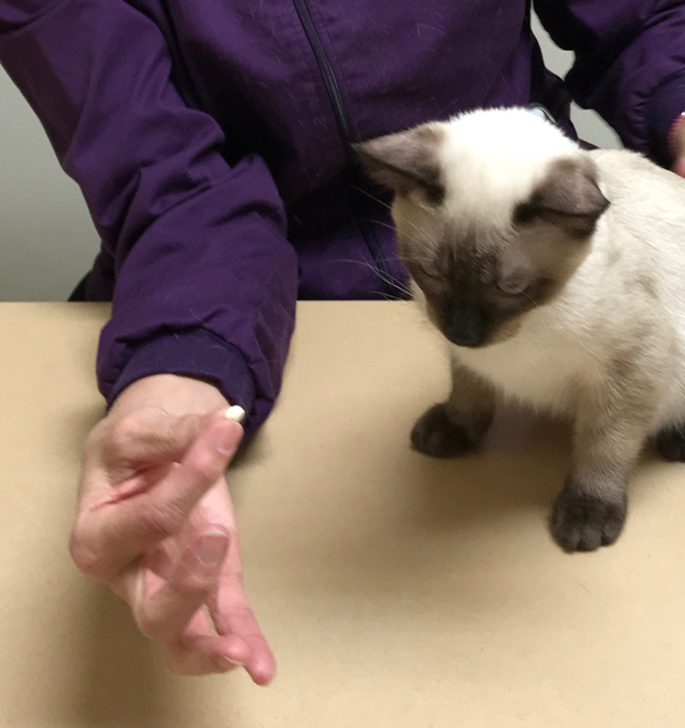 Medicating Cats 2