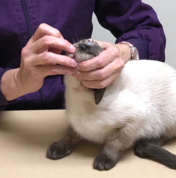 Medicating Cats 3