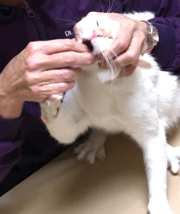 Medicating Cats 4