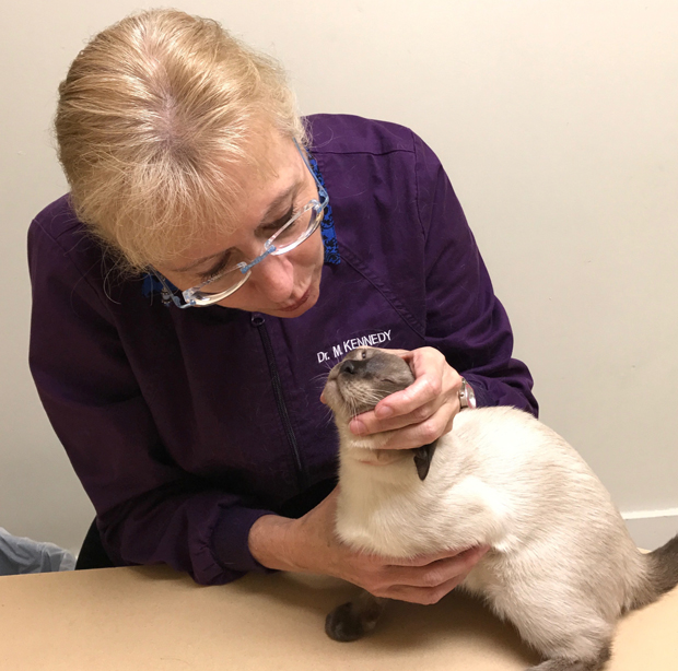Medicating Cats 5