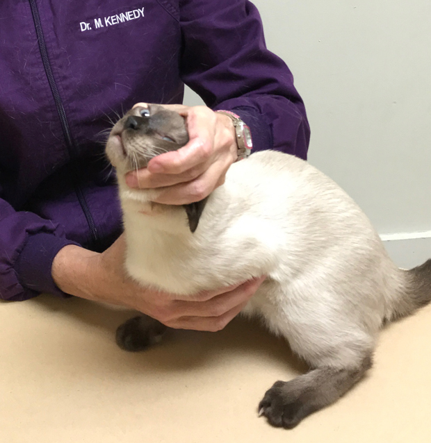 Medicating Cats 6