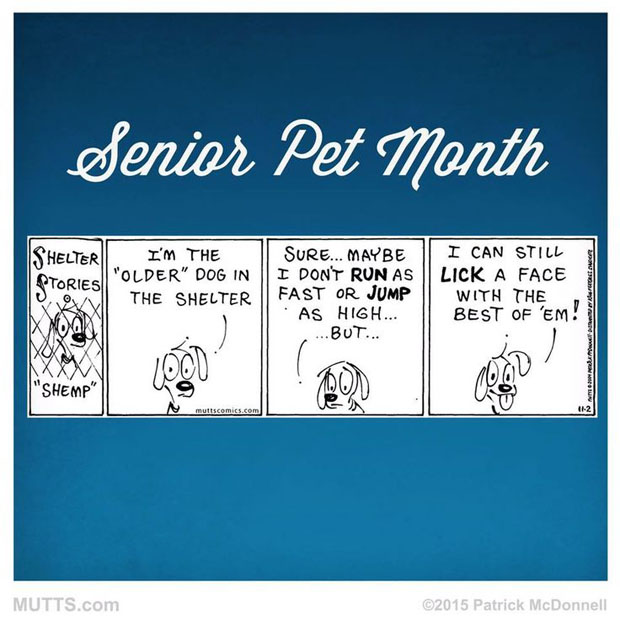 Mutts Adopt a Senior Pet month