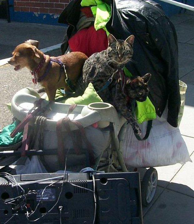 Pets of teh Homeless