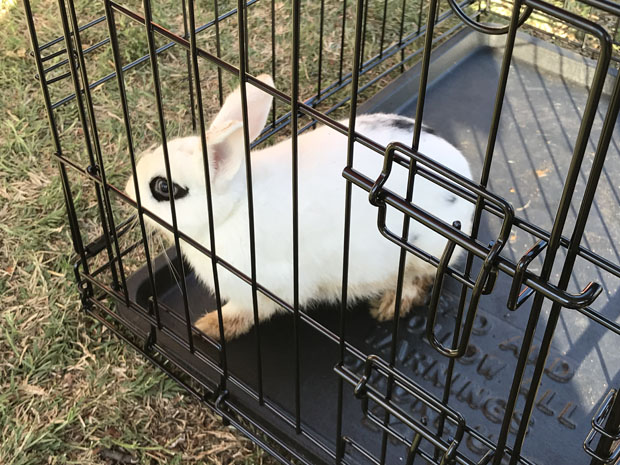 Poor little rabbit