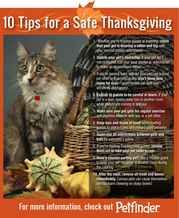 cat-thanksgiving-10-tips-632x769
