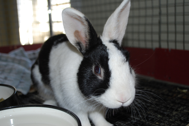 Elvis Parsley 