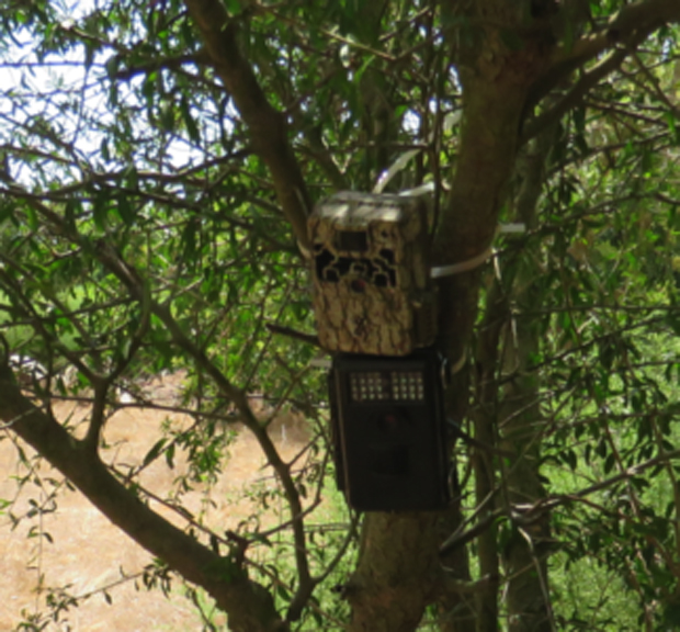 Game camera