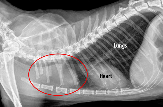 lungmass