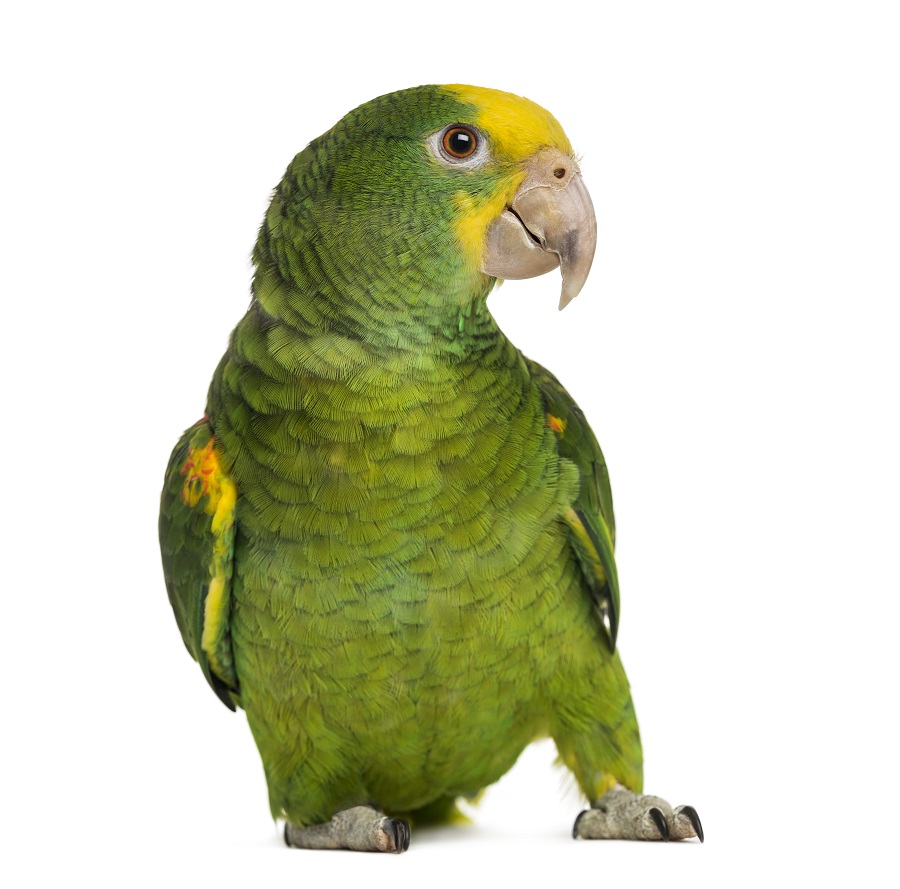 yellow-headed amazon