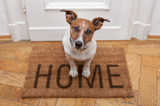 PEts allowed