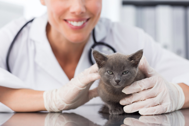 Vet