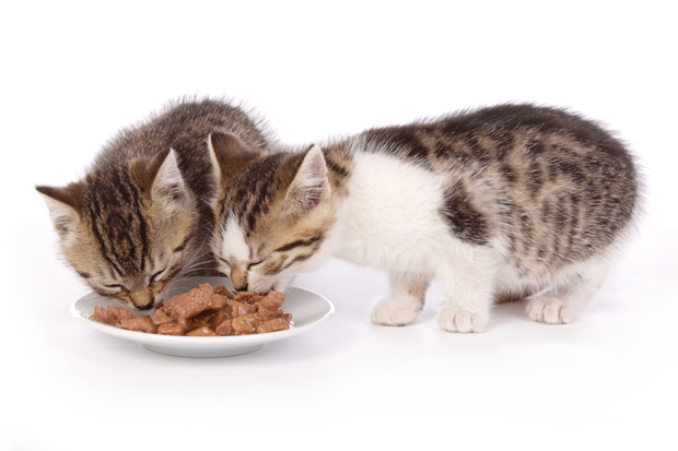 kittens eating