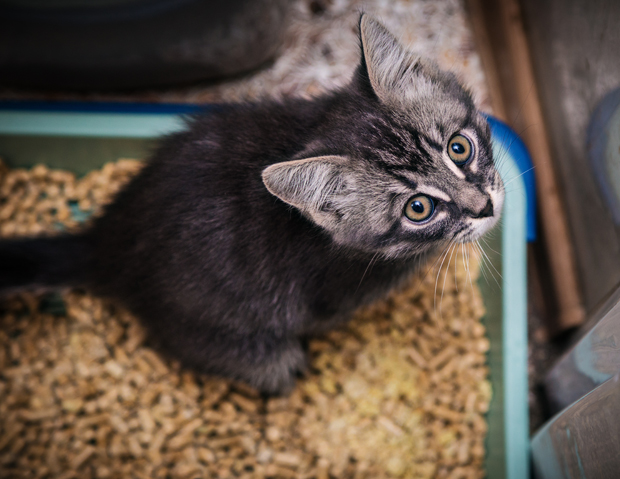 litter box