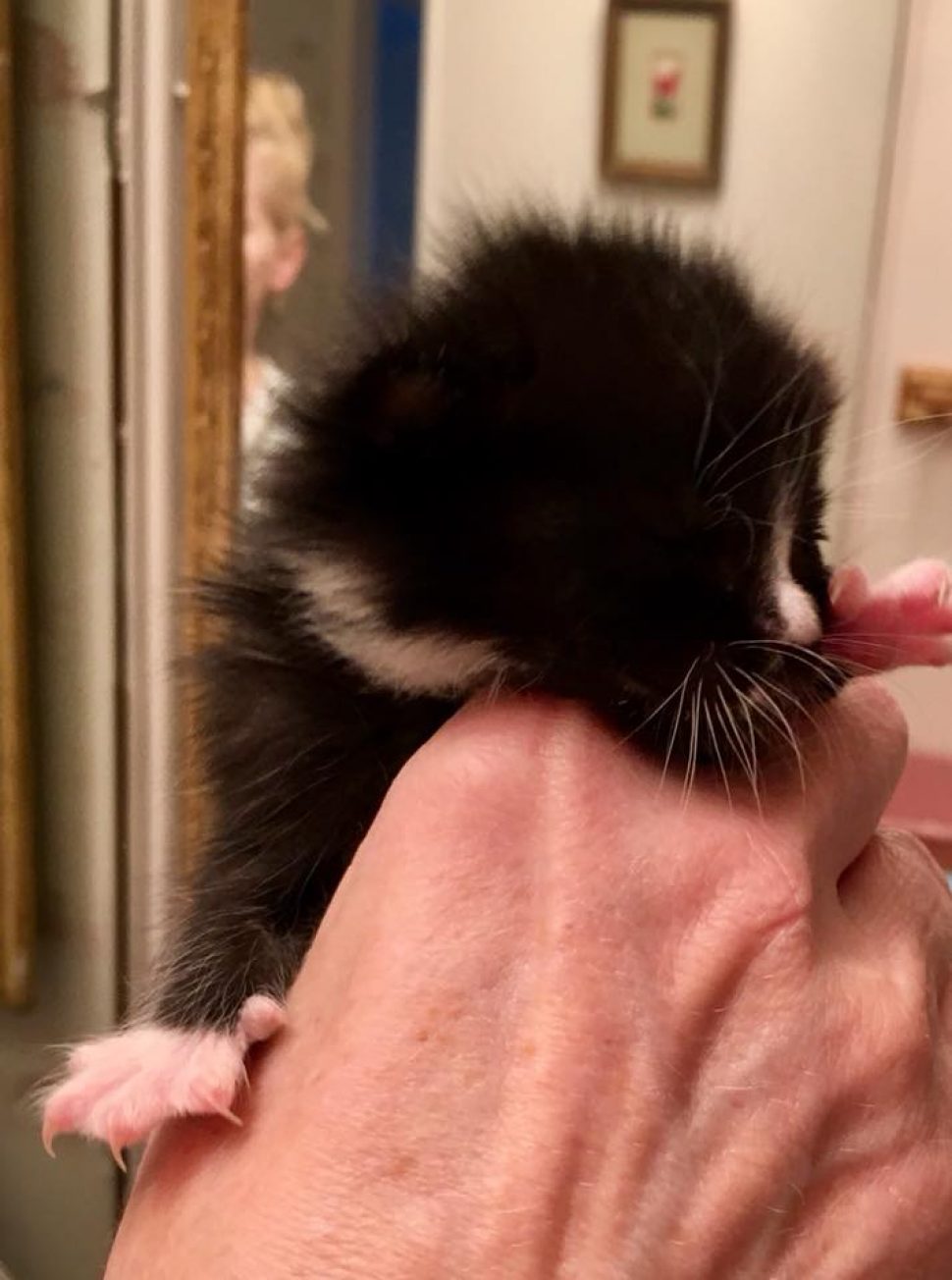 tiny newborn black kitten with white paws, nose and chest held in a towel