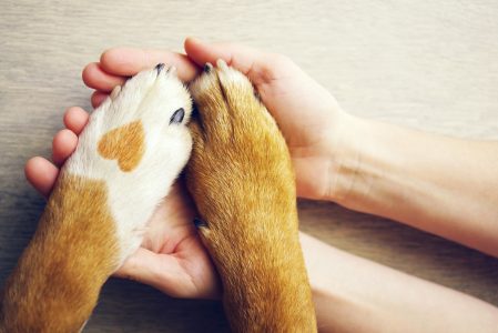 a white dog paw with tan spots and a brown paw rest on two human hands